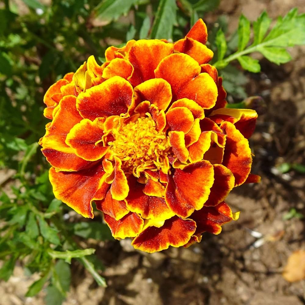 French Marigold Flower Seeds for Planting – Heirloom, Non-GMO, High Germination Hardy Variety
