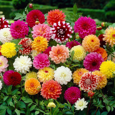 Flower Seeds, Seeds,Seeds For Planting,Plant Seeds