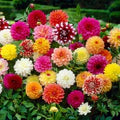 Dahlia Opera Mix Flower Seeds for Planting – Pollinator Friendly, Heirloom, Non-GMO