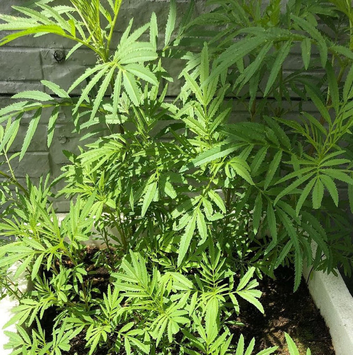 Huacatay Herb Seeds for Planting – Heirloom, Non-GMO, Organic Garden Seeds with High Germination for Culinary Use