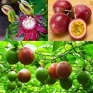 Mixed Color Passiflora fruit seeds for planting - Heirloom &amp; Non-GMO garden seeds, vibrant tropical mix