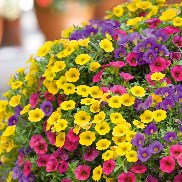 Mixed Calibrachoa Flower Seeds for Planting – Heirloom, Non-GMO Wildflower Mix with High Germination