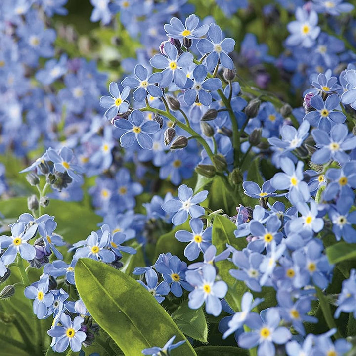 Fothergills Flower Seeds for Planting – Heirloom, Non-GMO, Wildflower Mix Organic Garden Seeds