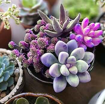 Succulents Bonsai Flower Seeds for Planting – Premium Heirloom, Non-GMO, High Germination Seeds