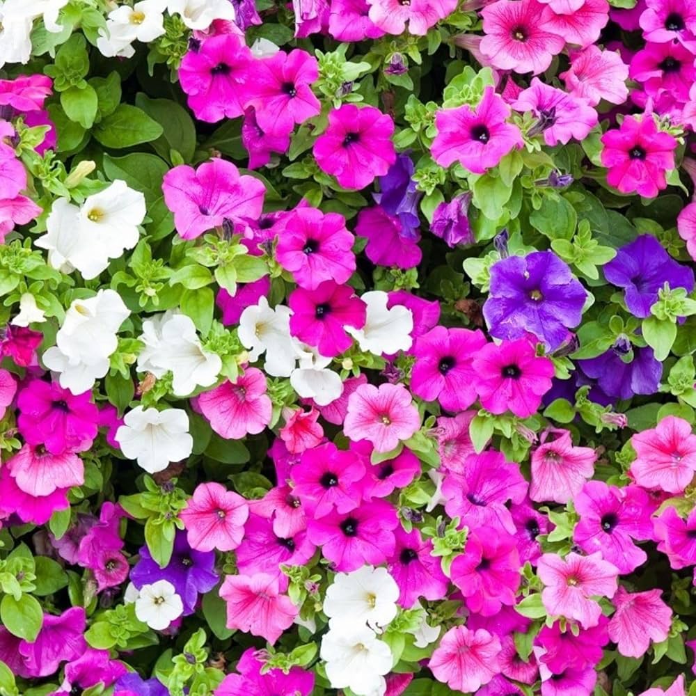 Surfinia Flower Seeds for Planting – Heirloom Non-GMO, High Germination Organic Garden Seeds