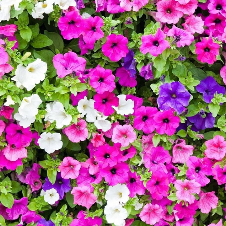 Surfinia Flower Seeds for Planting – Heirloom Non-GMO, High Germination Organic Garden Seeds