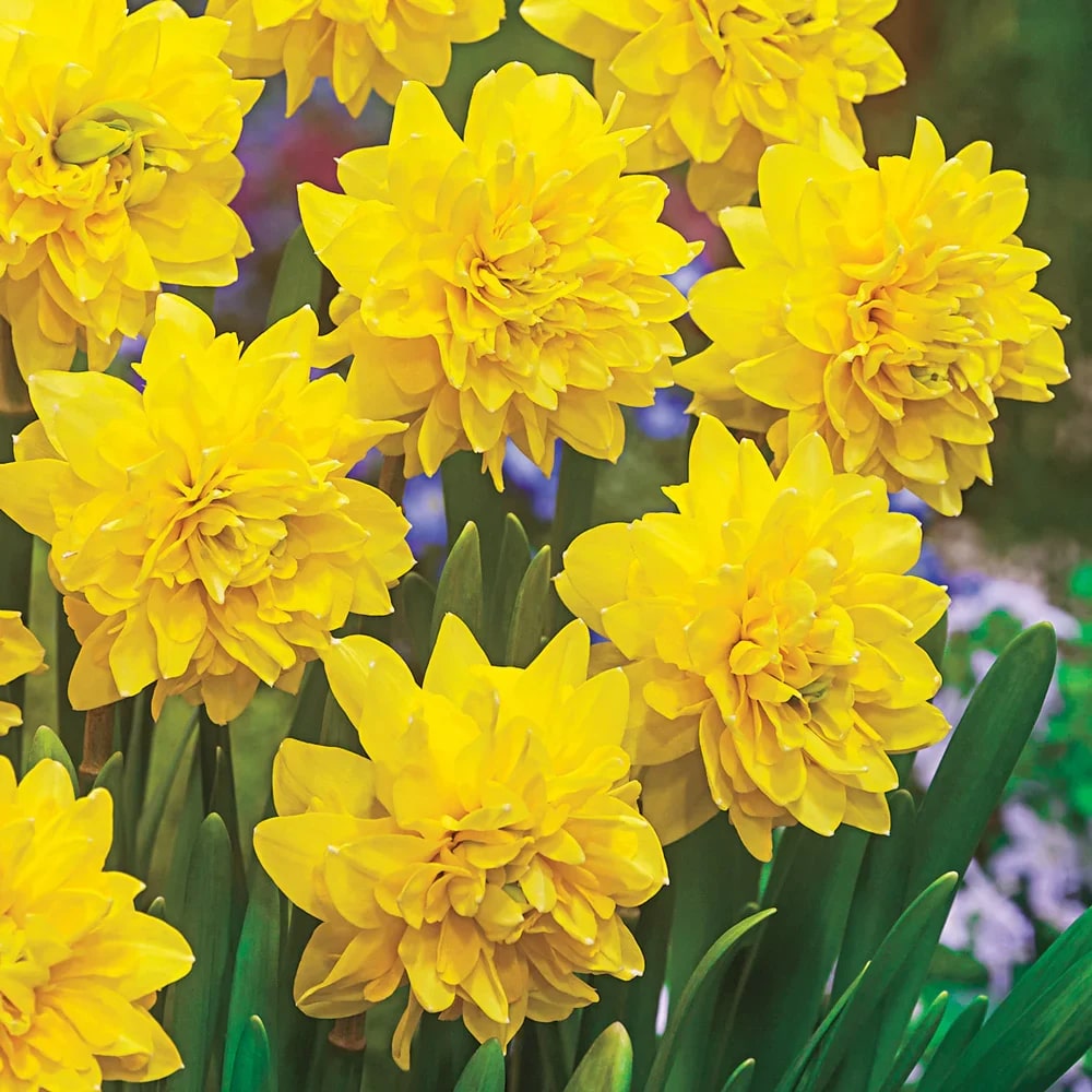 Yellow Double Narcissus Flower Seeds for Planting – Heirloom, Non-GMO, Sun Loving, High Germination