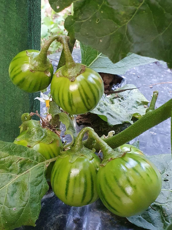 Vegetable Seeds,Garden seeds, Seeds For Planting,Plant Seeds