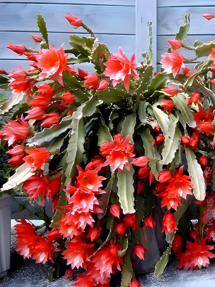 Flower Seeds, Seeds,Seeds For Planting,Plant Seeds