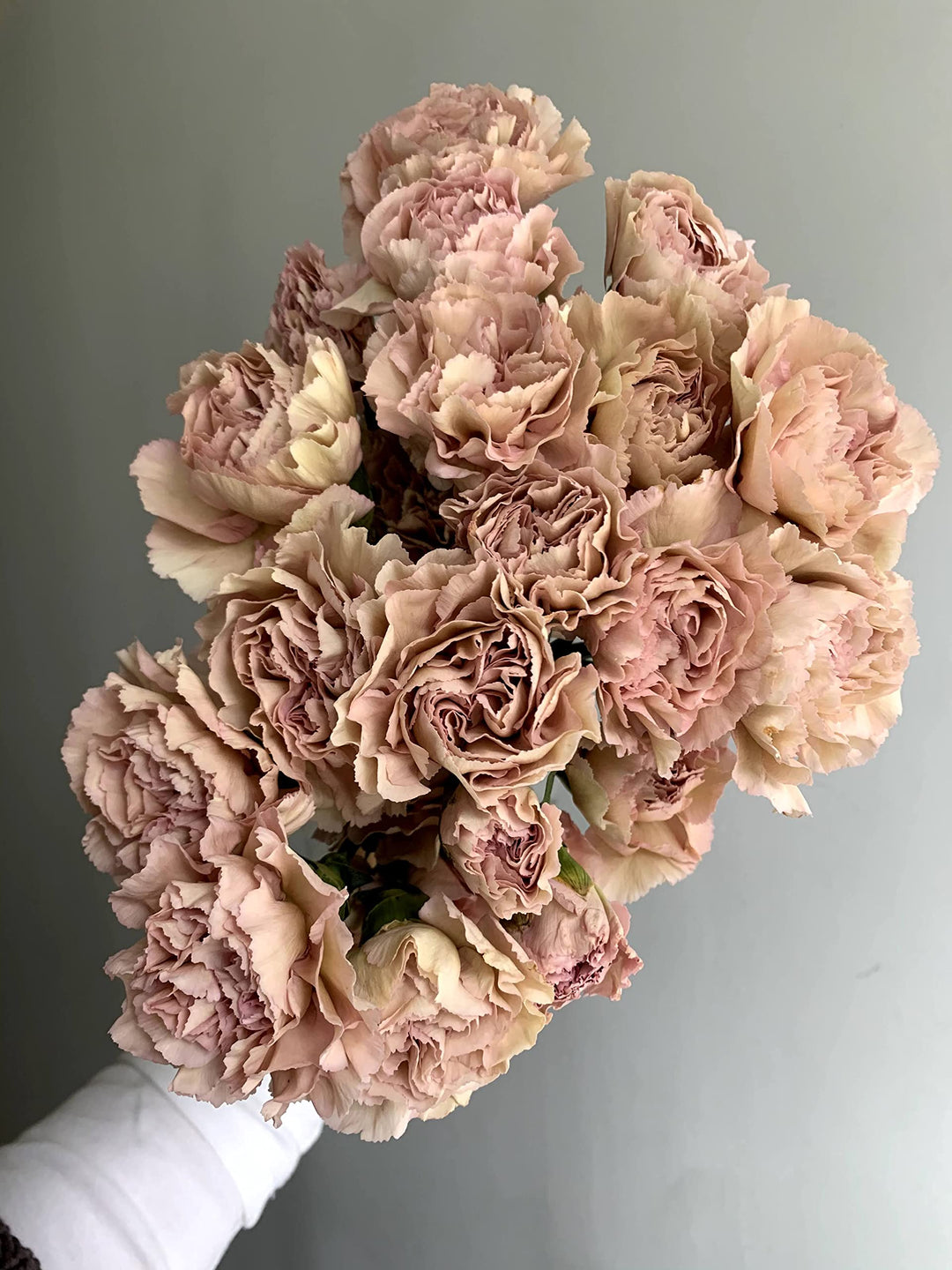 Brown Carnation Flower Seeds for Planting – Heirloom Non-GMO, High Germination Organic Garden Seeds