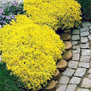 Light Yellow Aubrieta Flower Seeds for Planting – Heirloom, Non-GMO, High Germination Wildflower Mix