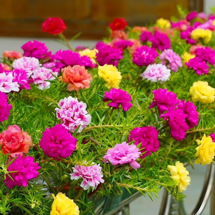 Mixed Mexican-Rose Heirloom Flower Seeds for Planting – Non-GMO, High Germination Organic Garden Seeds