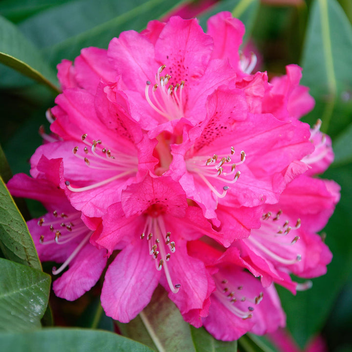 Pale Pink Rhododendron Flower Seeds for Planting – Heirloom Non-GMO High Germination