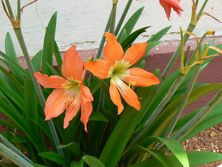 Orange Amaryllis Barbados Flower Seeds for Planting – Heirloom, Non-GMO, High Germination