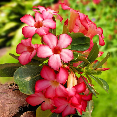 Flower Seeds, Seeds,Seeds For Planting,Plant Seeds