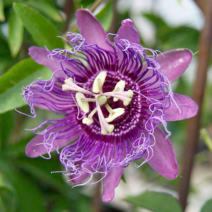 Flower Seeds, Seeds,Seeds For Planting,Plant Seeds