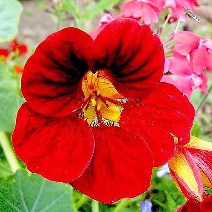 Red Violet Fuchsia Hybrida Seeds – Heirloom, Non-GMO, Shade-Tolerant Garden Seeds