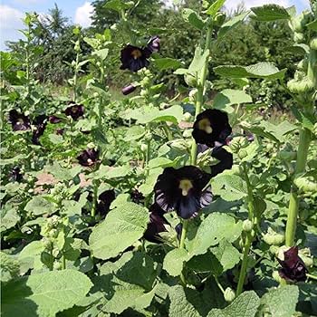 Black Nasturtium Flower Seeds for Planting – Heirloom, Non-GMO, Cut Flower Favorite Organic Garden Seeds