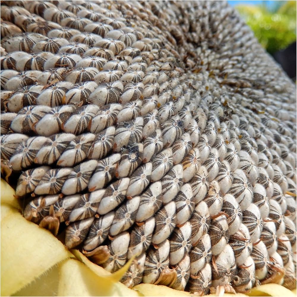 Gray Giant Sunflower Seeds for Planting – Heirloom, Non-GMO, High Germination Organic Garden Seeds