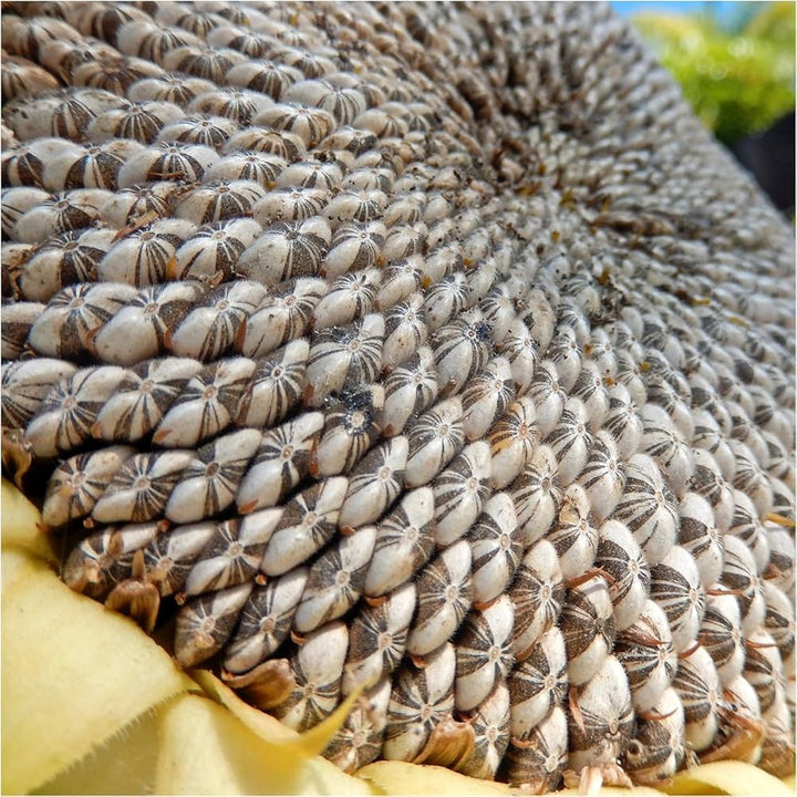 Gray Giant Sunflower Seeds for Planting – Heirloom, Non-GMO, High Germination Organic Garden Seeds