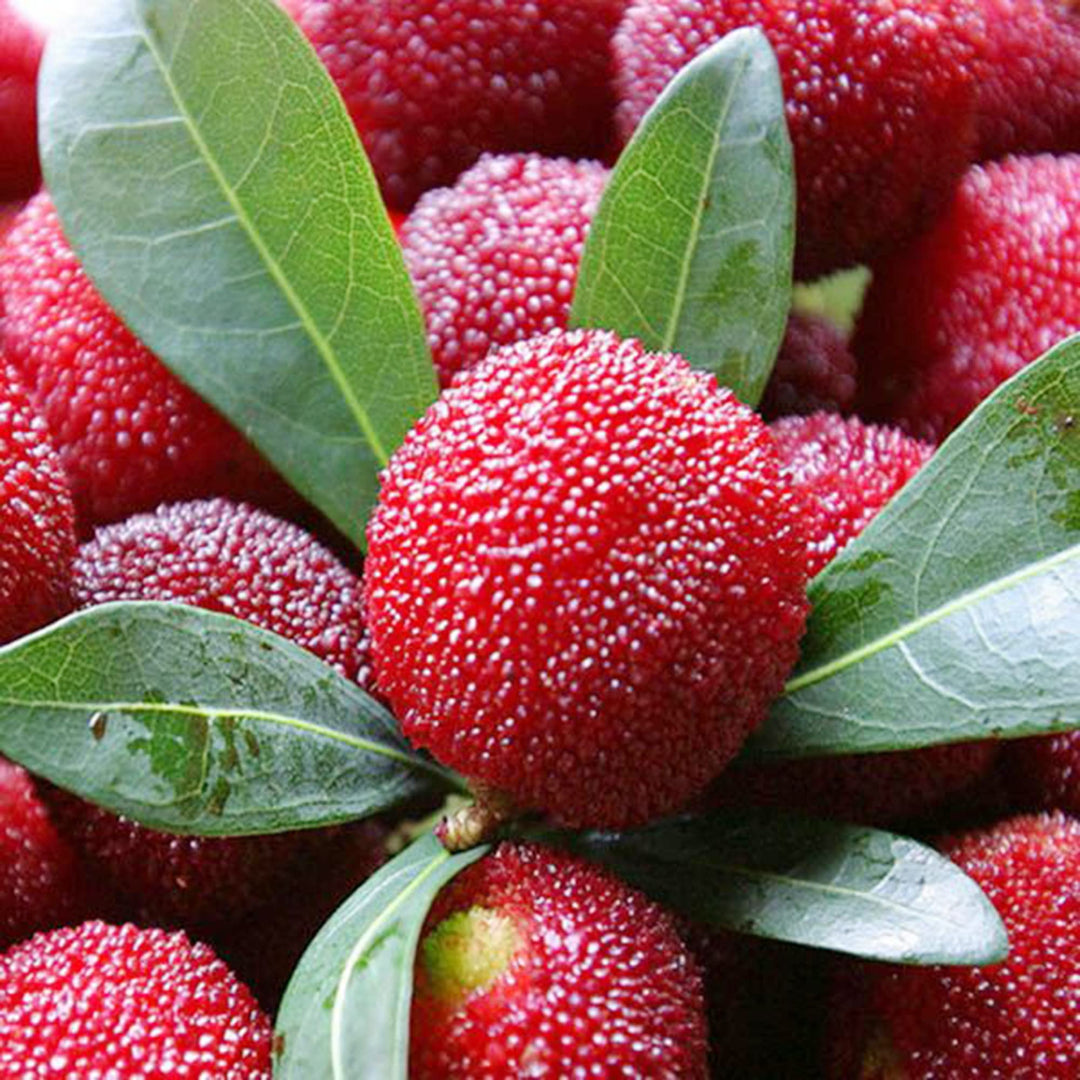 Fruit Seeds,Garden seeds, Seeds For Planting,Plant Seeds