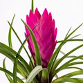 Pink Tillandsia Cyanea Flower Seeds for Planting – Heirloom, Non-GMO, High Germination Organic Garden Seeds