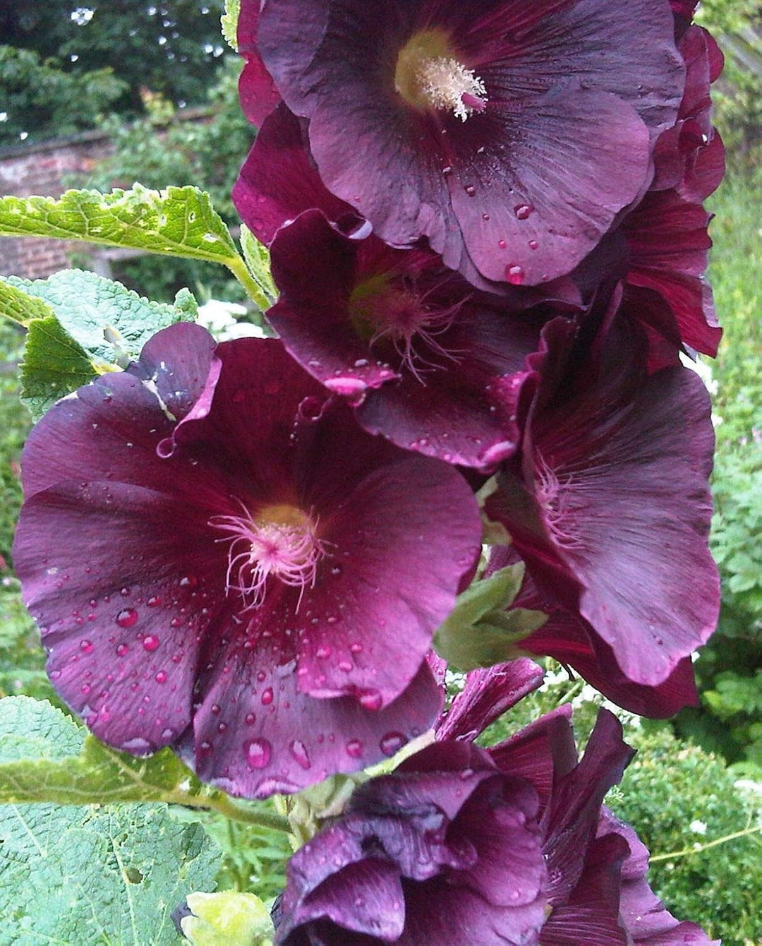 Flower Seeds, Seeds,Seeds For Planting,Plant Seeds