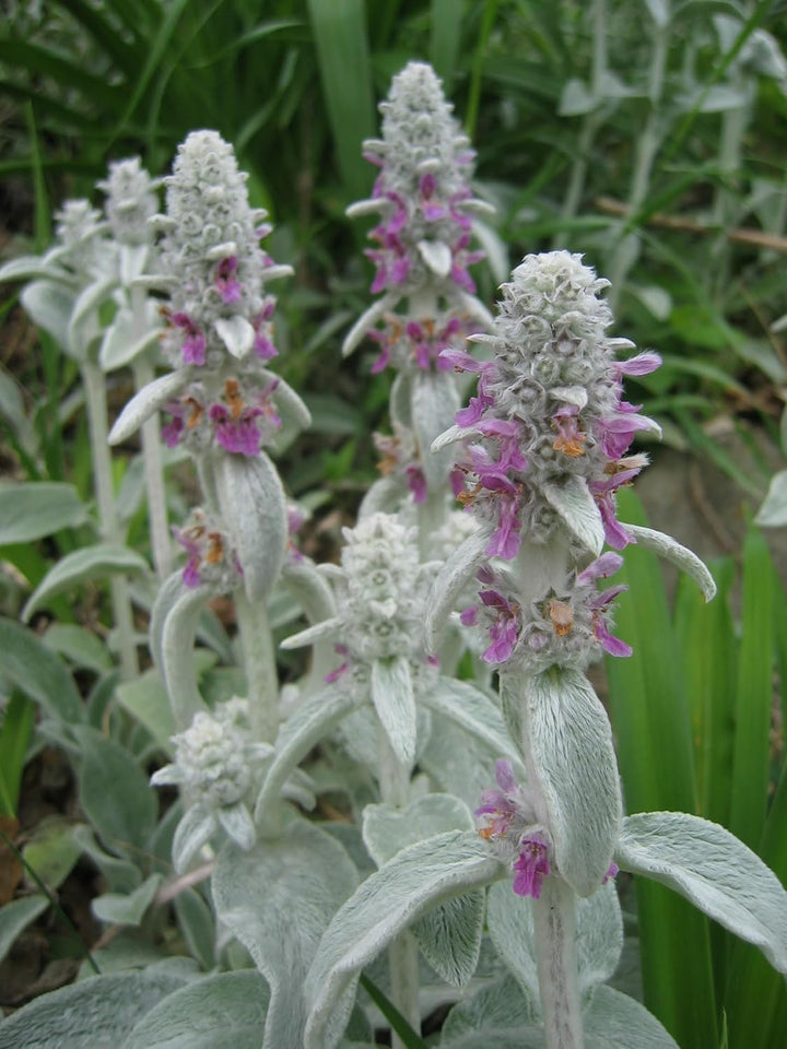 Stachys Flower Seeds for Planting – Heirloom, Non-GMO, High Germination Organic Garden Seeds