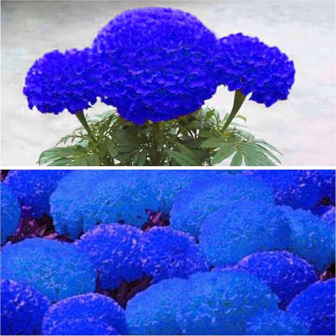 Flower Seeds, Seeds,Seeds For Planting,Plant Seeds