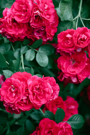 Fragrant Red Rose Flower Seeds for Planting – Heirloom Non-GMO, High Germination Organic Garden Seeds