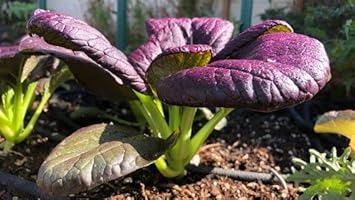 Vegetable Seeds,Garden seeds, Seeds For Planting,Plant Seeds