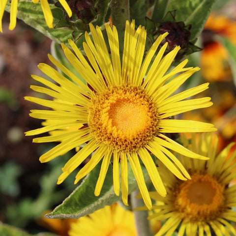 Flower Seeds, Seeds,Seeds For Planting,Plant Seeds