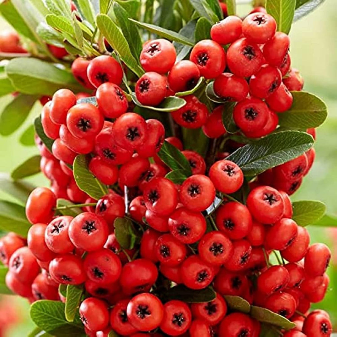 Pyracantha berry fruit seeds for planting - Heirloom & Non-GMO hardy garden shrub seeds