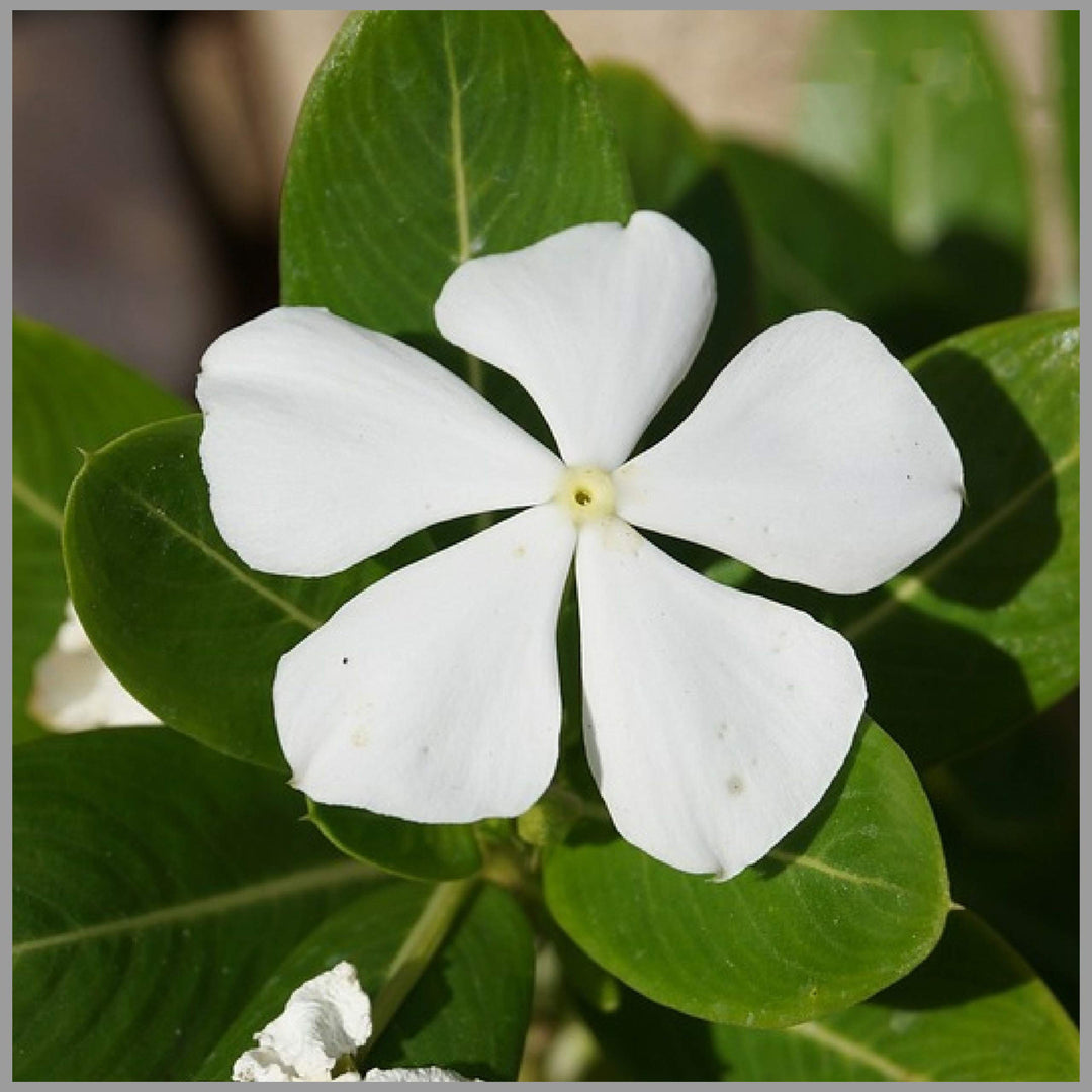 Periwinkle Vinca Flower Seeds for Planting White – Heirloom, Non-GMO, High Germination Organic Garden Seeds