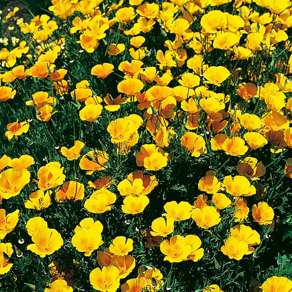 Yellow Eschscholzia Flower Seeds for Planting – Heirloom Non-GMO, High Germination Organic Garden Seeds