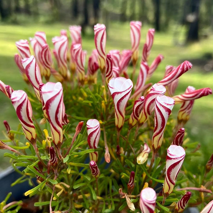 Oxalis White Red Flower Seeds for Planting – Heirloom, Non-GMO, High Germination Organic Garden Seeds