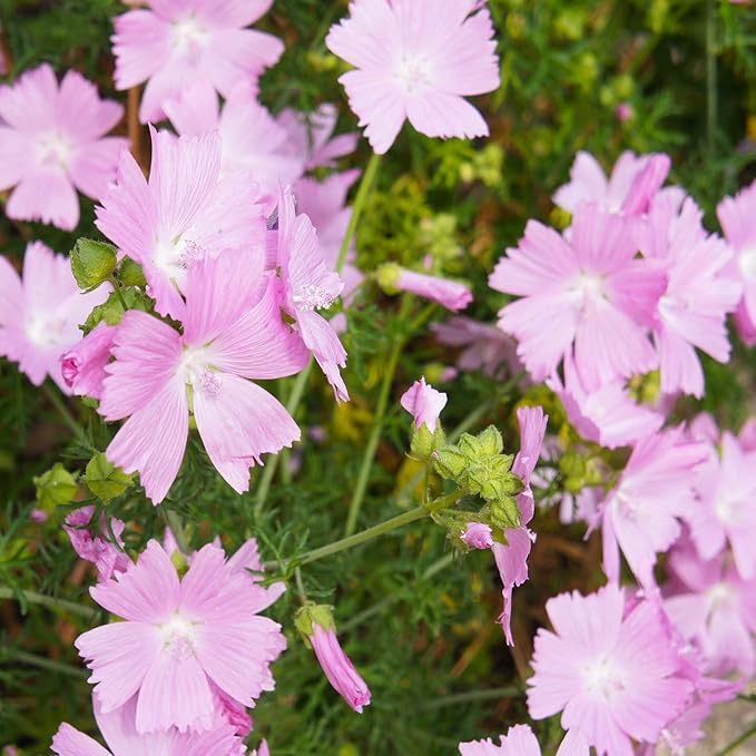 Flower Seeds, Seeds,Seeds For Planting,Plant Seeds