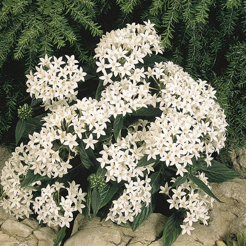 Flower Seeds, Seeds,Seeds For Planting,Plant Seeds