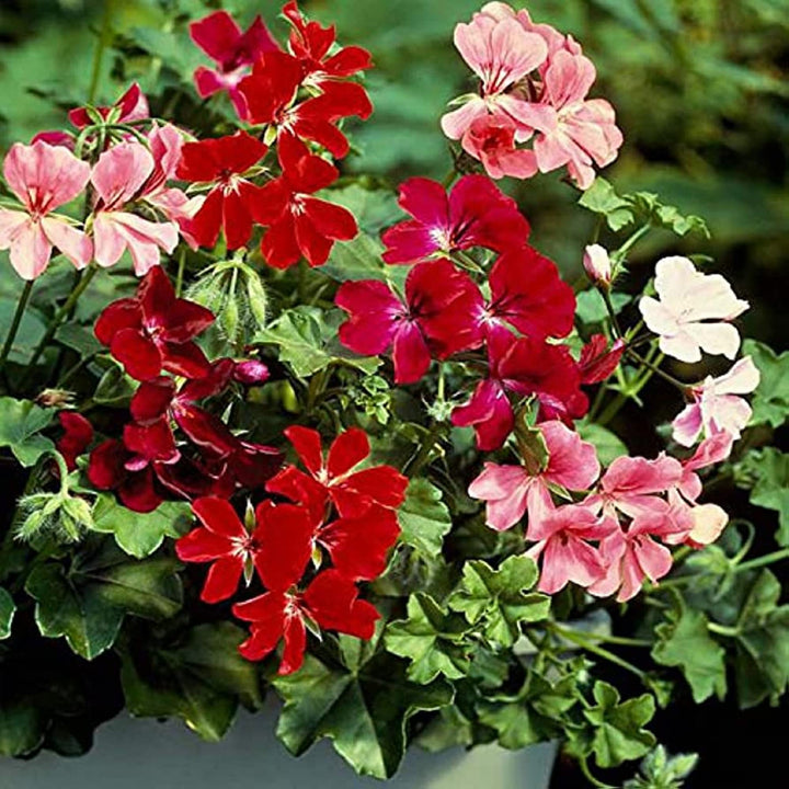 Mix Pelargonium Peltatum Perennial Flower Seeds for Planting – Cut Flower Favorite, Heirloom, Non-GMO, High Germination Organic Garden Seeds