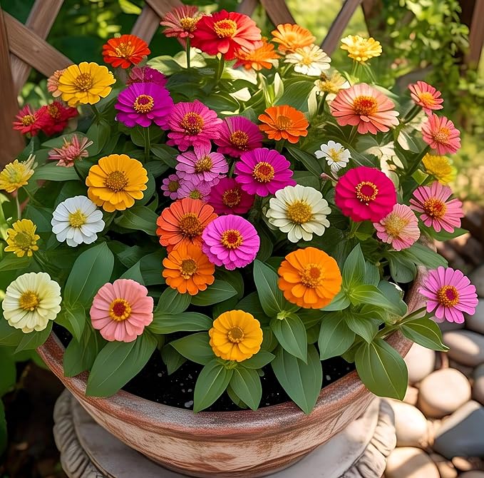 Zinnia Double Mixed Flower Seeds for Planting – Perfect for Borders, Heirloom, Non-GMO Home Garden