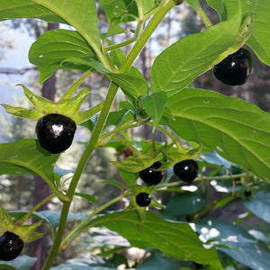 Flower Seeds, Seeds,Seeds For Planting,Plant Seeds