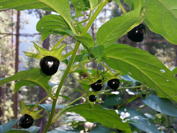 Flower Seeds, Seeds,Seeds For Planting,Plant Seeds