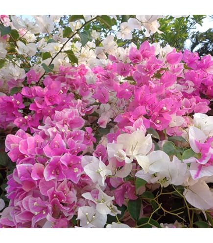 Climbing Bougainvillea Flower Seeds for Planting – Heirloom, Non-GMO, Organic Garden Seeds, High Germination