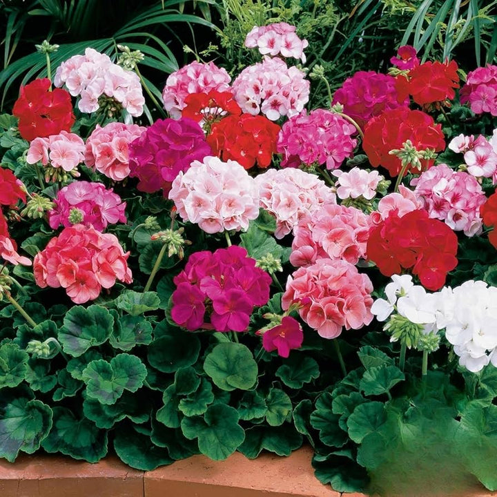 Geranium Pelargonium Seeds for Planting – Mixed Colours, Heirloom, Non-GMO, High Germination Organic Garden Seeds