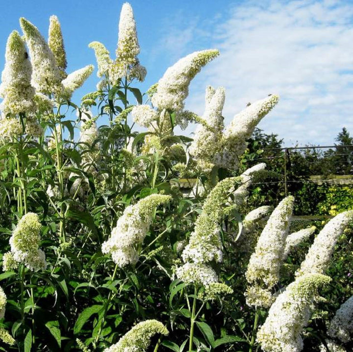Flower Seeds, Seeds,Seeds For Planting,Plant Seeds