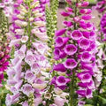 Pink Lady's Glove Flower Seeds for Planting – Heirloom, Non-GMO, High Germination Organic Garden Seeds