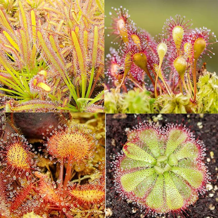 Mixed Sundew Seeds for Planting – Heirloom, Non-GMO, Long Bloom Season, High Germination