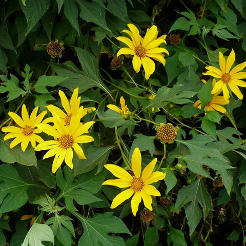 Flower Seeds, Seeds,Seeds For Planting,Plant Seeds