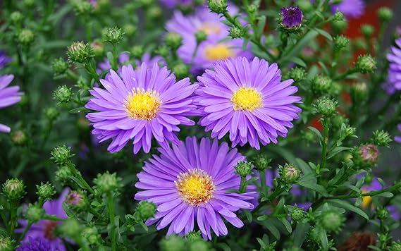 Purple China Aster Flower Seeds for Planting – Wildflower Mix Heirloom Non-GMO High Germination Organic Garden Seeds