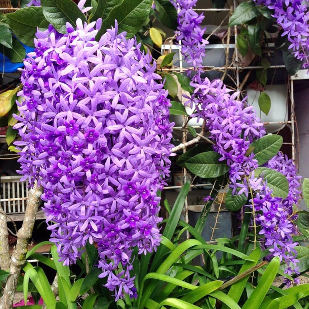 Violet Lychnis Flower Seeds for Planting | Heirloom Non-GMO High Germination Organic Garden Seeds